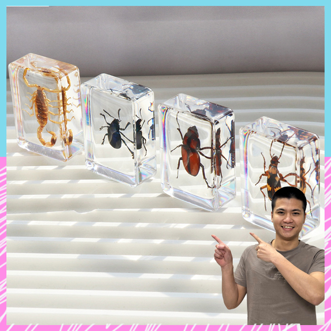 Túi mù Khối tiêu bản côn trùng để deco, sưu tầm, đồ chơi giáo dục trẻ,.....