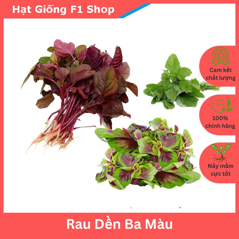 Hạt giống rau dền ba màu ngon mềm
