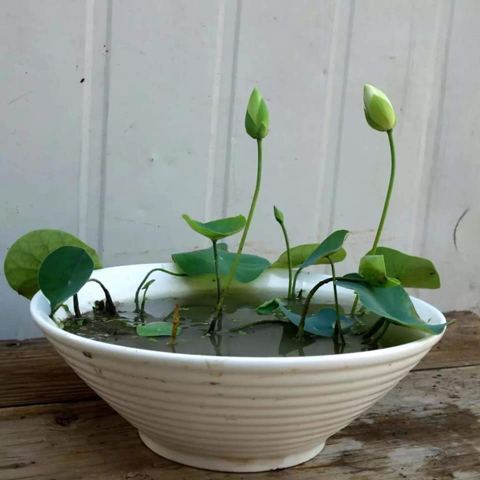 [Lấy mã giảm thêm 30%] Gói 500 Gram Bùn Khô Chuyên Dùng Trồng Hoa Sen Mini Nhật - Sạch Nấm Giàu Chất Dinh Dưỡng Cho Sen Mini Ra Hoa Sau 3 Tháng Trồng