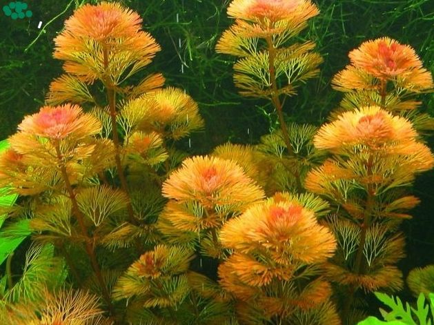 10 nhánh Rong La Hán Đỏ > cây rong thủy sinh đẹp mềm mại dễ trồng trong nước không cần CO2