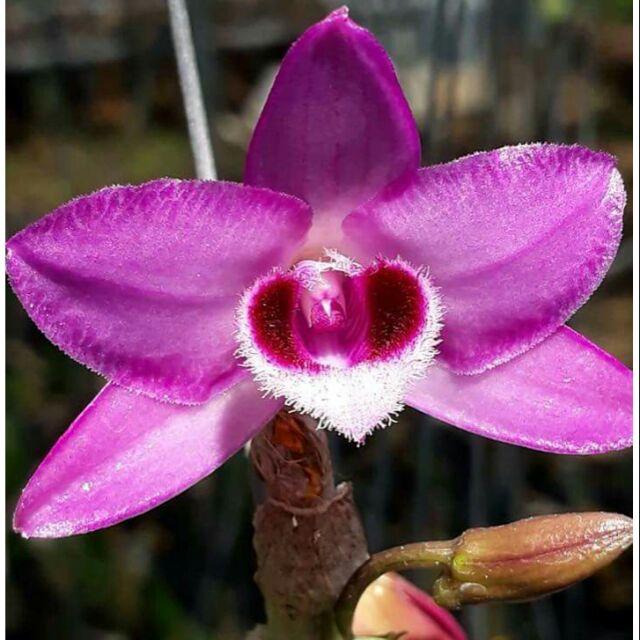 Trầm Hồng Nương Reo hạt cây giống