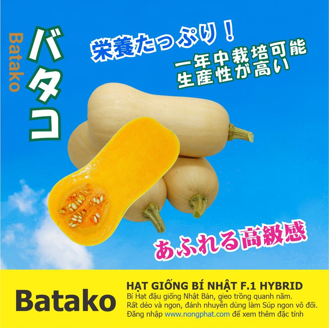 Hạt giống bí đỏ hạt đậu batako - giống nhật bản f1