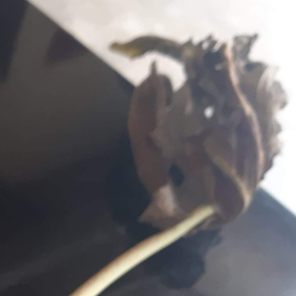 Lá cây đu đủ đực khô  (1 kg)