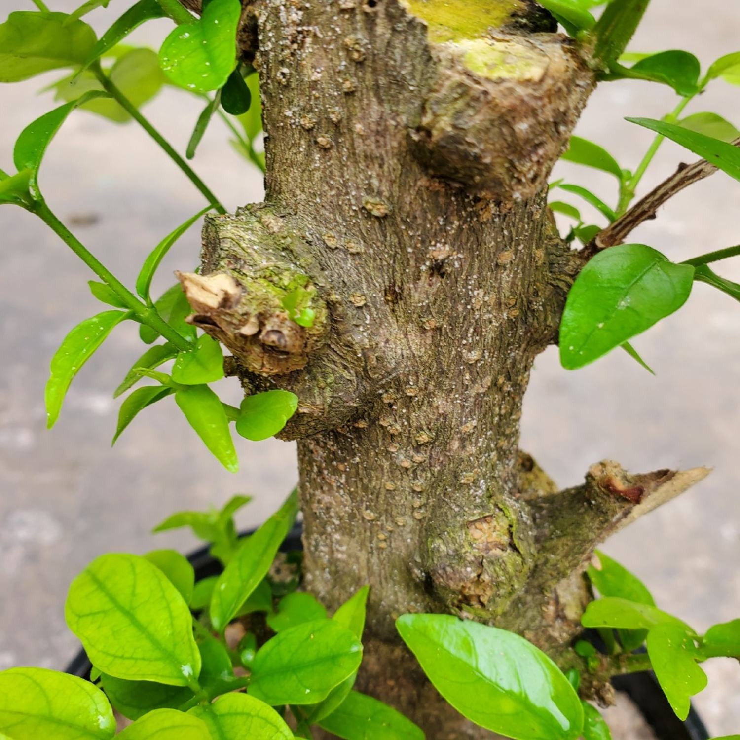 Cây mai chiếu thủy trυng nu nhánh chiết gốc to. 4-6cm
