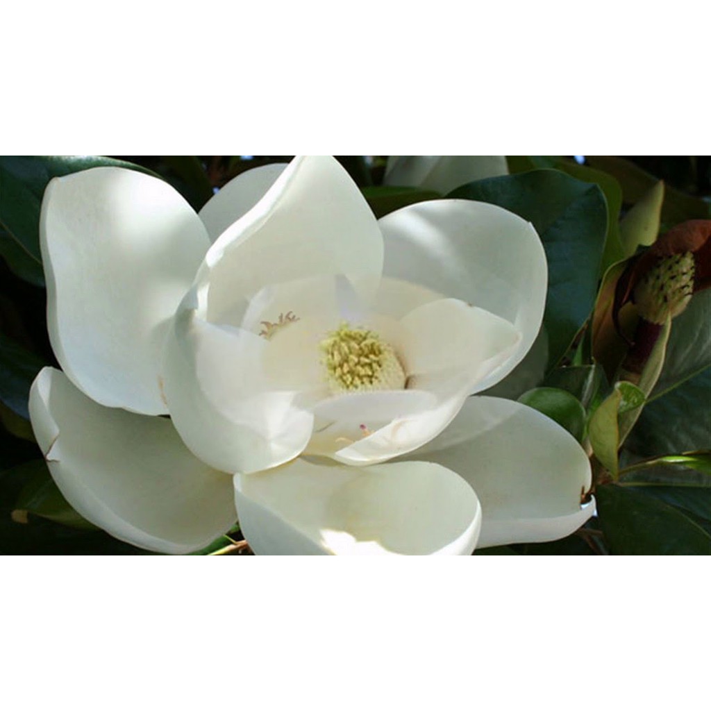 HOA HẢI ĐƯỜNG TRẮNG THƠM -LOÀI HOA HIẾM SIÊU ĐẸP,BẦU CÂY SIZE LỚN