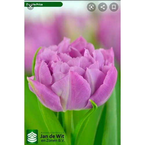 Bộ 5 củ giống hoa tulip hoa tulip kép hoa màu tím nhạt Double Price