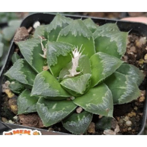 Sen đá Guốc dạ quang