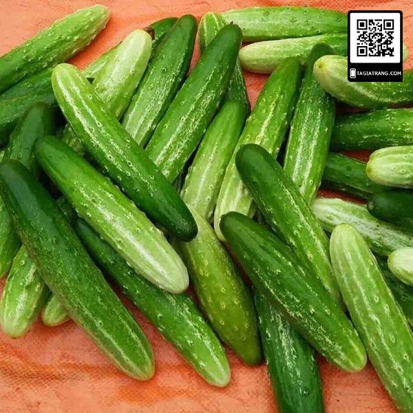 Hạt giống Dưa chuột nếp - Shop hạt giống Tạ Gia Trang