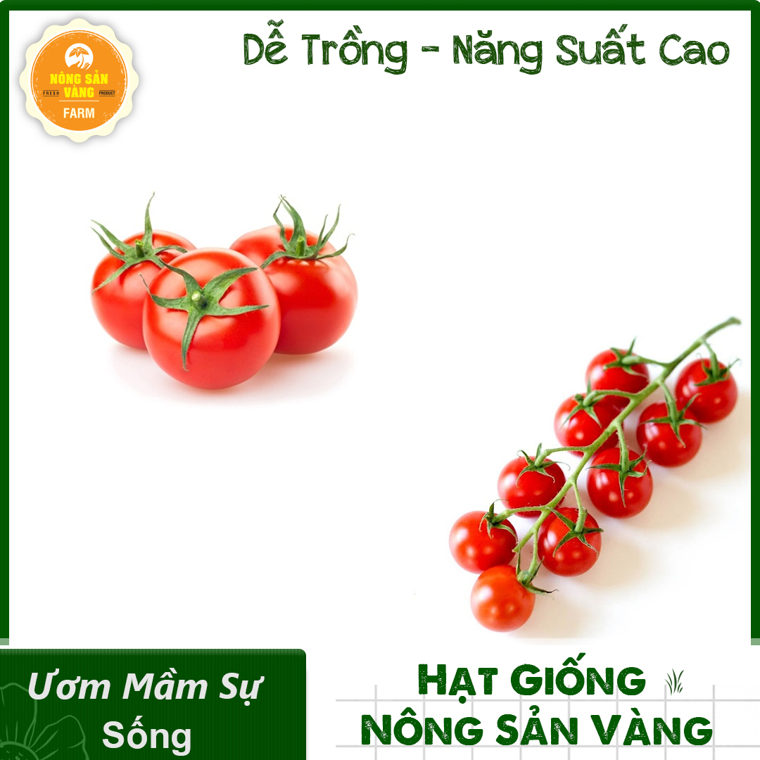 Combo 2 Hạt Giống Cà Chua (Cà chua Cherry Đỏ- Cà Chua Bi Đỏ Lùn) Sinh Trưởng Khỏe, Hàm Lượng Dinh Dưỡng Cao - Nông Sản Vàng