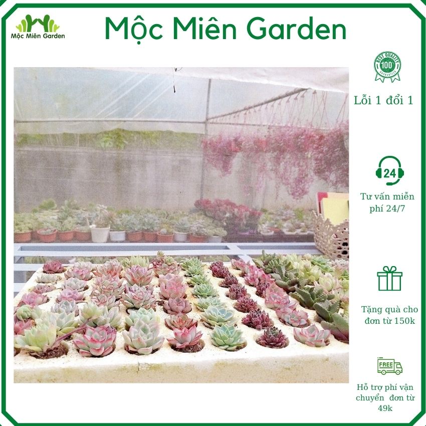 1 Cây Sen Đá Vĩ 2-4cm - Giao Mẫu Ngẫu Nhiên - Cây Cảnh Để Bàn - Cây Trang Trí - Cây Văn Phòng - Cây Phong Thủy - Mộc Miên Garden