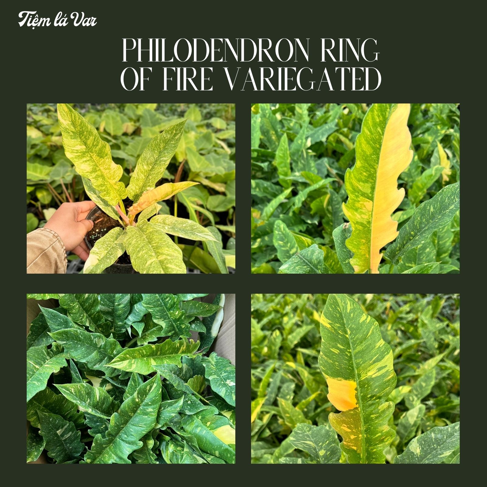 Trầu Bà Cung Đàn Cẩm Thạch – Philodendron Ring Of Fire Variegated - Cây cảnh decor, kiểng lá trang trí ban công, sân vườn văn phòng làm việc