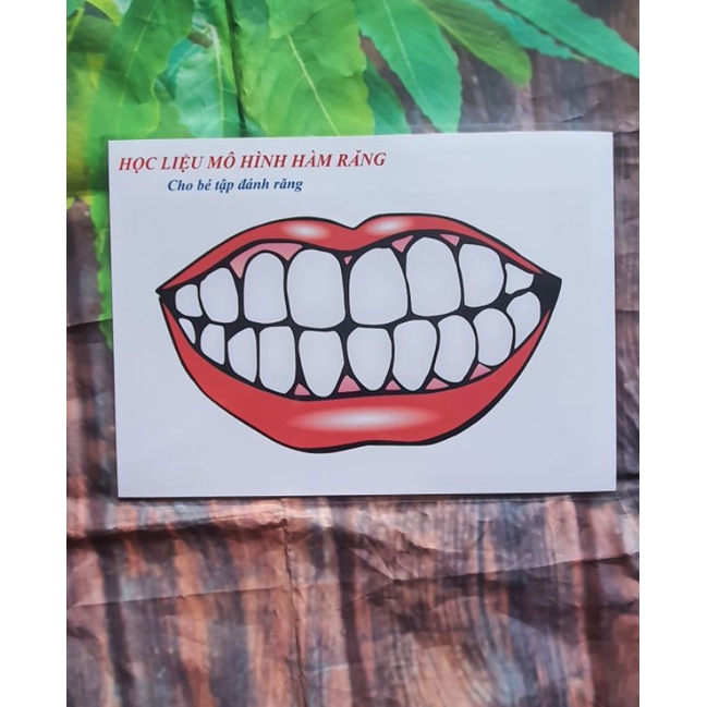 [ Học Liệu Maru] Bé Tập Đánh Răng Xinh🦷🥰