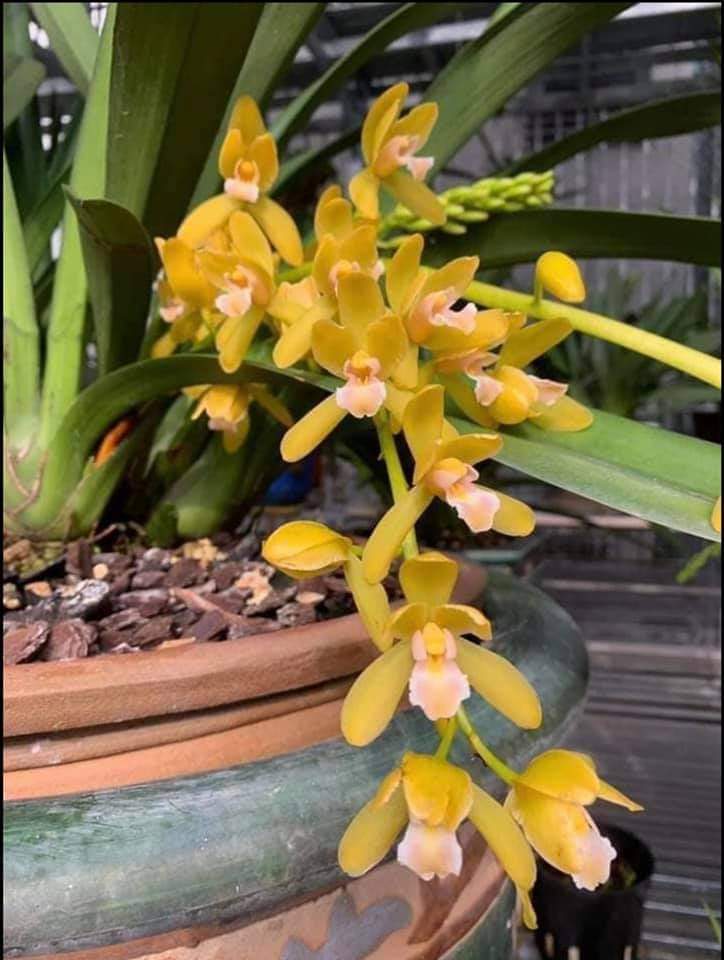 Lan kiếm hoàng long cây giống  gieo hạt