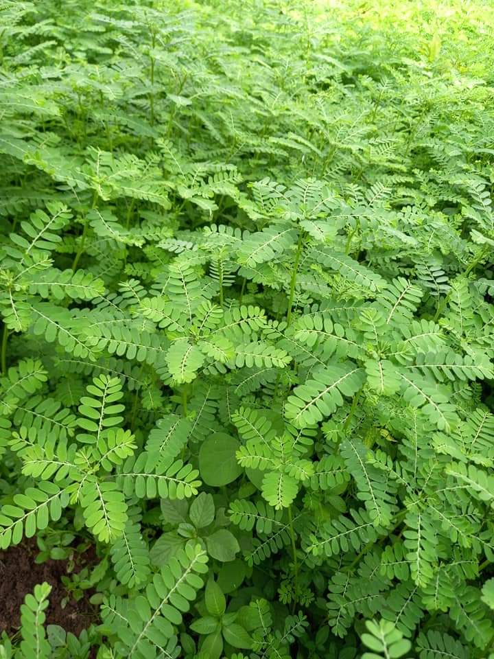 Cây Diệp Hạ Châu răng cưa 500g phơi khô dùng làm dược liệu