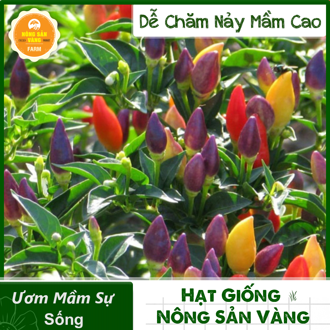 Hạt giống Ớt Ngũ Sắc, Dễ Trồng, Đẹp Mắt, Cây Vừa Làm Cảnh Vừa Làm Gia Vị (Gói 40 Hạt) - Nông Sản Vàng