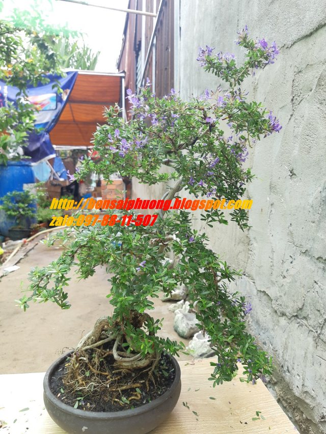 linh sam bonsai gốc quái