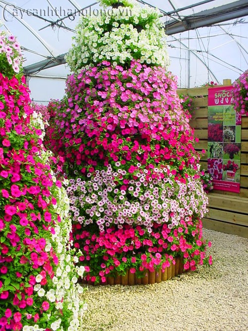 "Gói 100 Hạt " Hạt giống dạ yến thảo cánh đơn mix màu