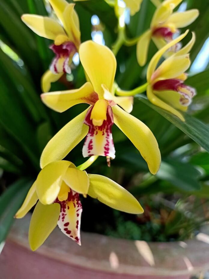 Kiếm vị hoàng hàng giống