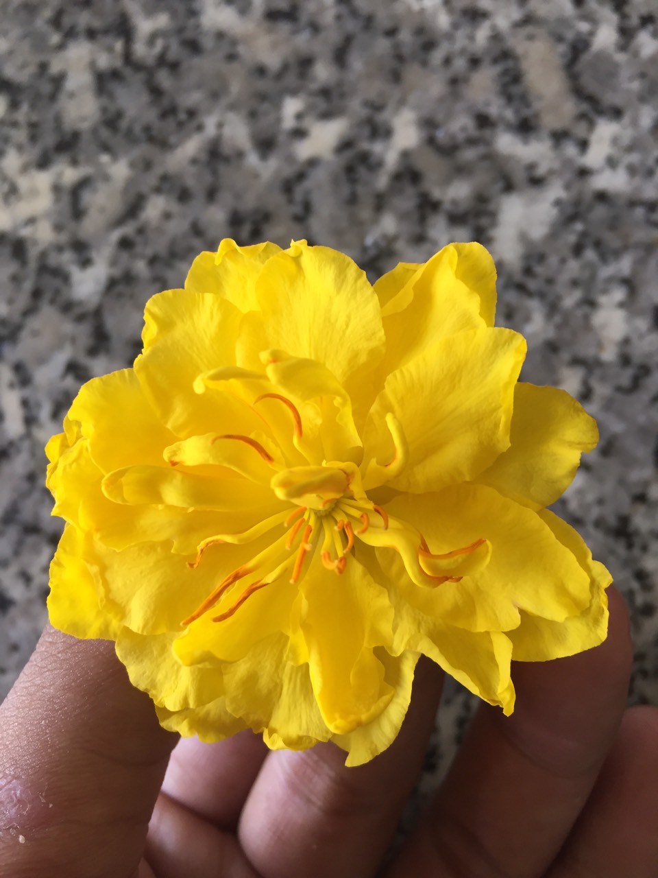 Mai cúc nhị đỏ