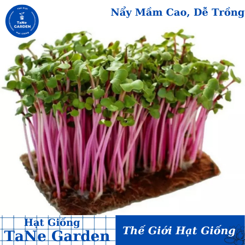 100gr hạt giống rau mầm củ cải đỏ - tane garden