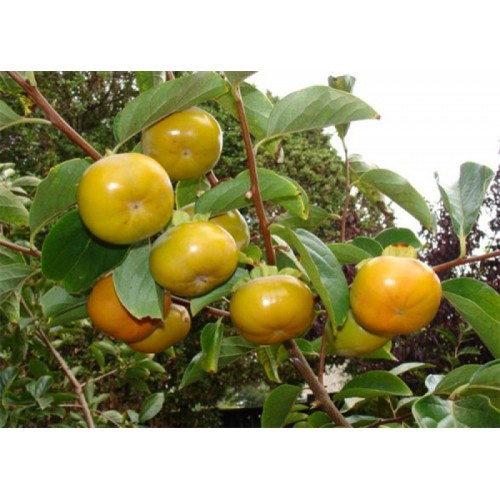 Cây hồng giòn nhật bản