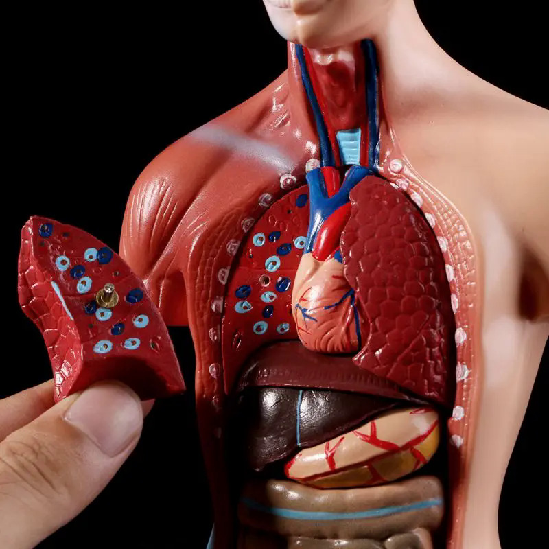 Con người thân mô hình cơ thể giải phẫu giải phẫu y tế cơ quan nội tạng
