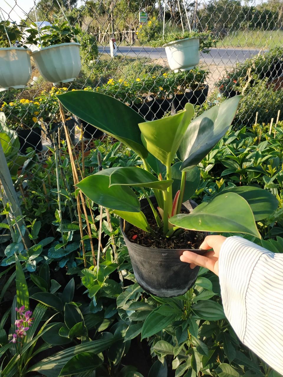 Trầu Bà Đế Vương Xanh Để Bàn - Chậu Cây Cảnh Cây ưa thích khí hậu nóng ẩm, kỵ ánh nắng và khô hạn. Đất trồng tơi xốp, màu mỡ và thắm nước tốt