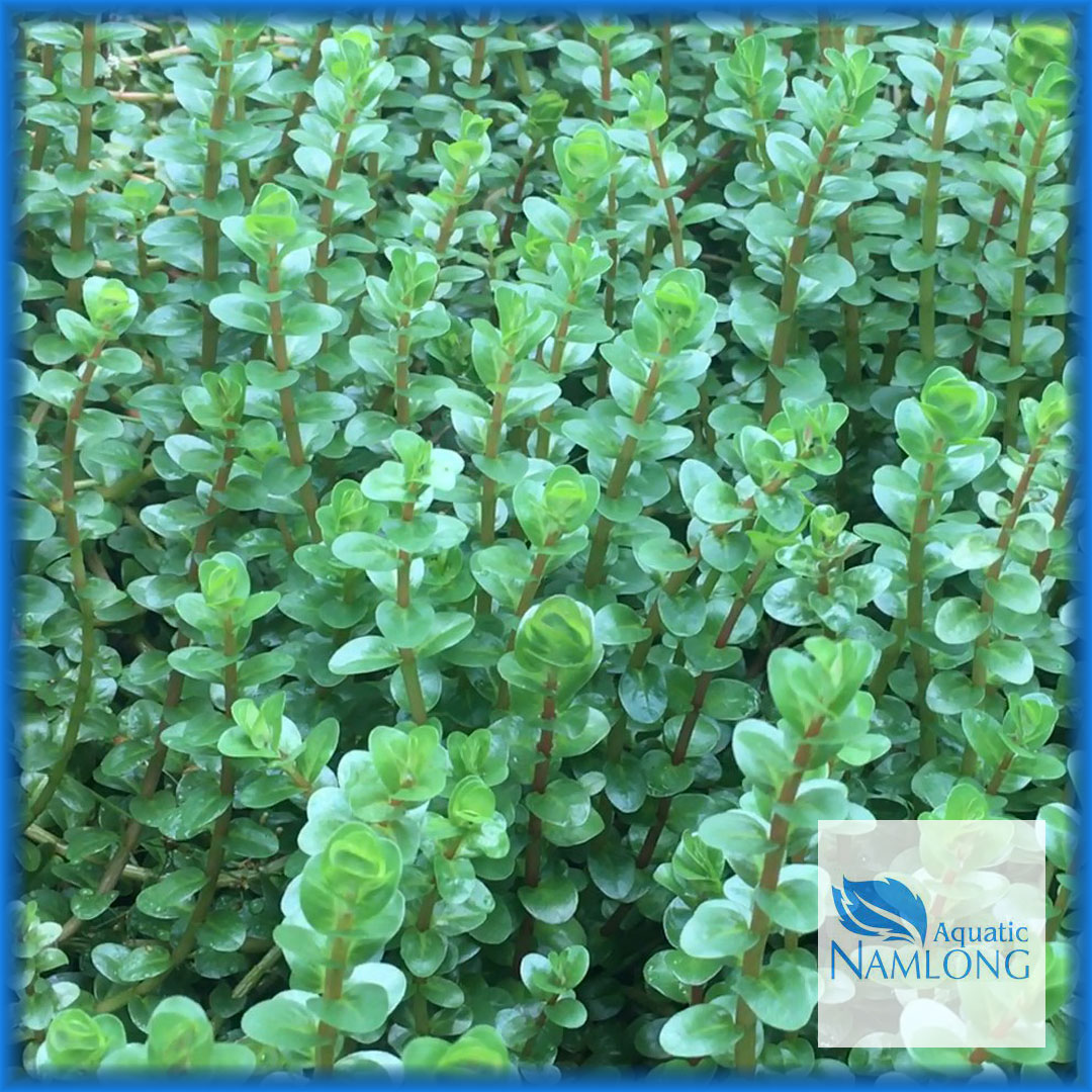 Vảy ốc đỏ - Rotala Colorala - Cây thủy sinh cắt cắm