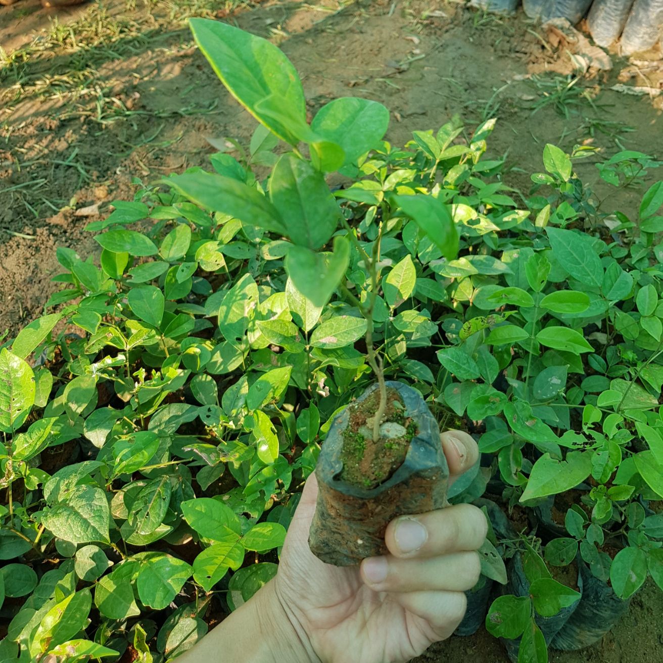 Combo 4 cây cát sâm ( tặng thêm 1 cây)