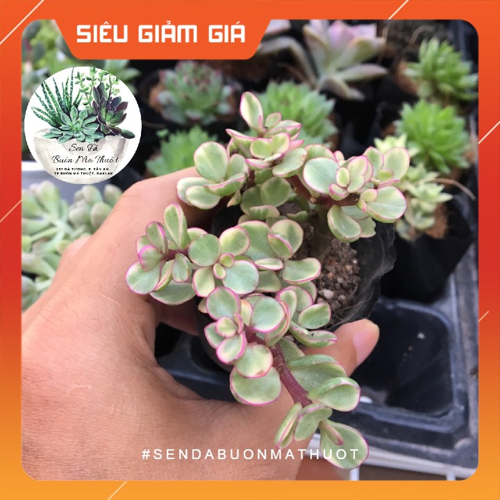 Sen đá đô la trắng ❤️[siêu đẹp]❤️ - Sen đá Buôn Ma Thuột - BMT Garden lỗi 1 đổi 1