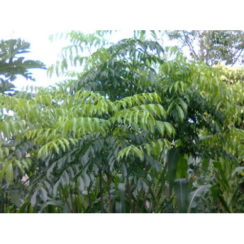 lá mác mật tươi 2kg