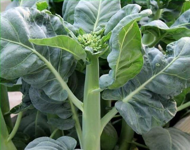 Gói 5gram hạt giống rau cải làn hoa trắng