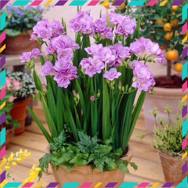 Địa Lan Nam phi qq