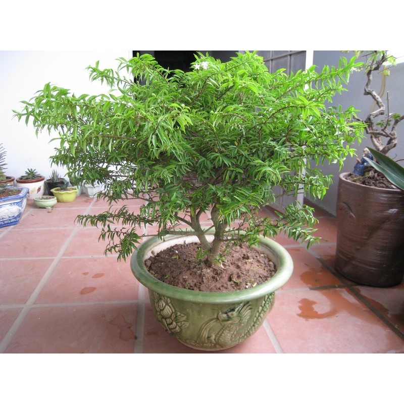 sApnoDI0WctaMM9VaWtP_simg_d0daf0_800x1200_max.jpg
