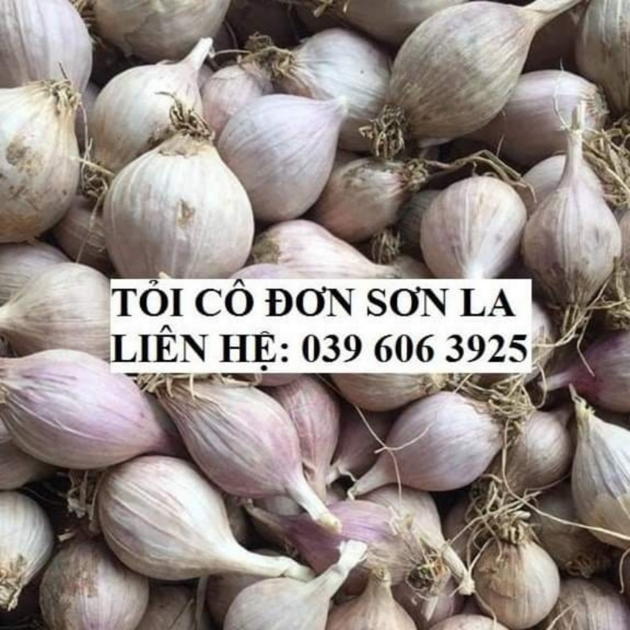 Tỏi cô đơn sơn la 1kg