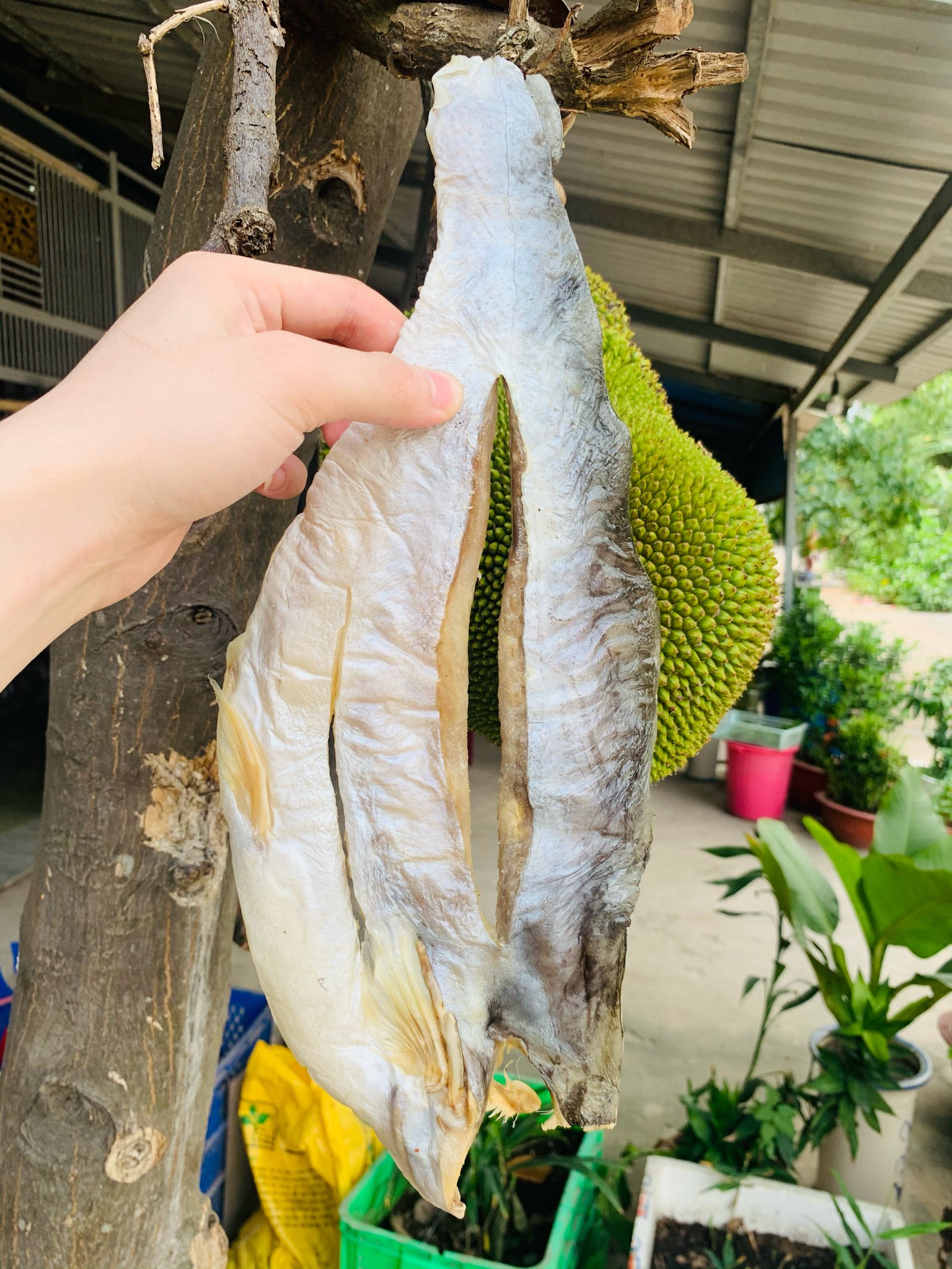 Khô cá tra phồng biển hồ an giang. bán buôn bán lẻ 100g, 200g, 500g, 1kg khô cá tra phơi sây tự nhiên, thơm ngon bổ béo
