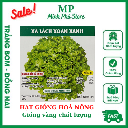 Xà Lách Xoăn Xanh - 3G - Hạt Giống Hoá Nông Rau Củ Quả Trái Lá Chịu Nhiệt, Trồng Quanh Năm, Nảy Mầm Tốt, Năng Suất Cao