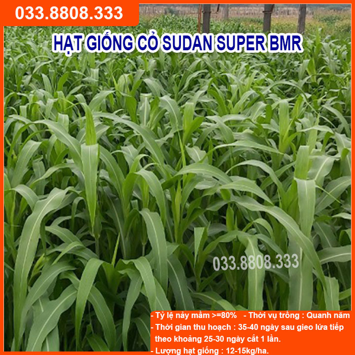Hạt giống cỏ sudan super bmr - cỏ ngô - hạt cỏ chăn nuôi gia súc