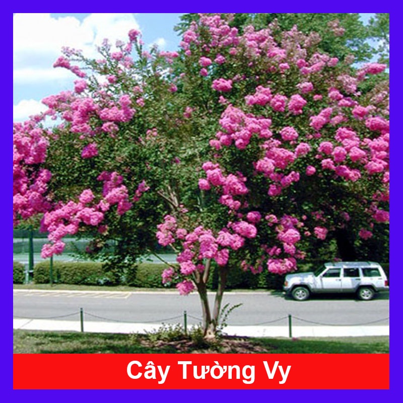 Cây Tường Vi - Cây cảnh sân vườn - caykiengsadec
