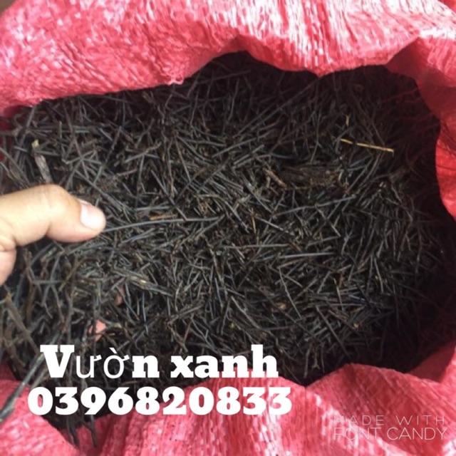 Dớn cọng trồng lan 200gr