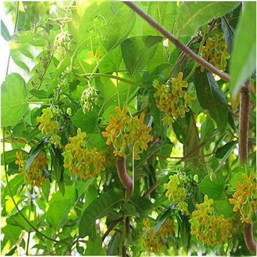 Combo 2 cây giống thiên lý siêu hoa