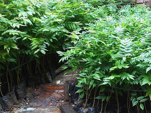 cây giống gỗ xưa đỏ - FREE SHIP TỪ 50K