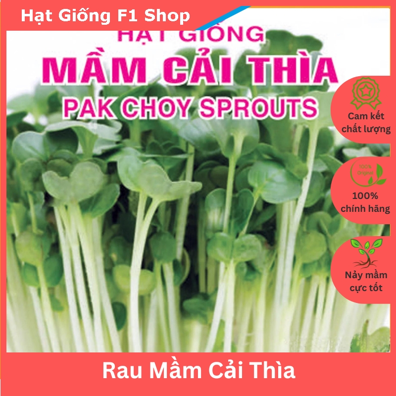 Hạt giống rau mầm cải thìa