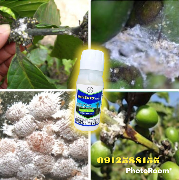 Thuốc trừ sâu bệnh rệp vảy, rệp sáp Movento 150OD, chai 100ml