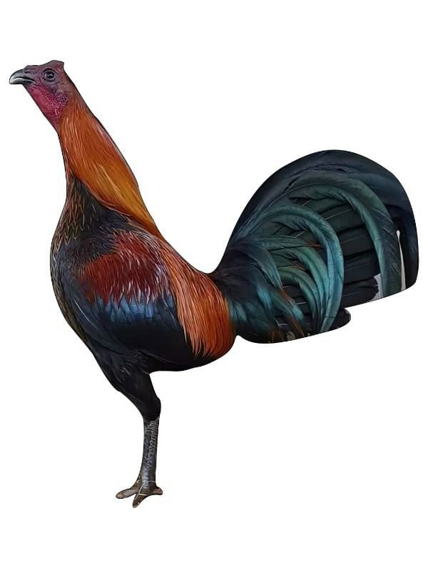 ( hình thật)Gà thú bông 3D - đồ chơi