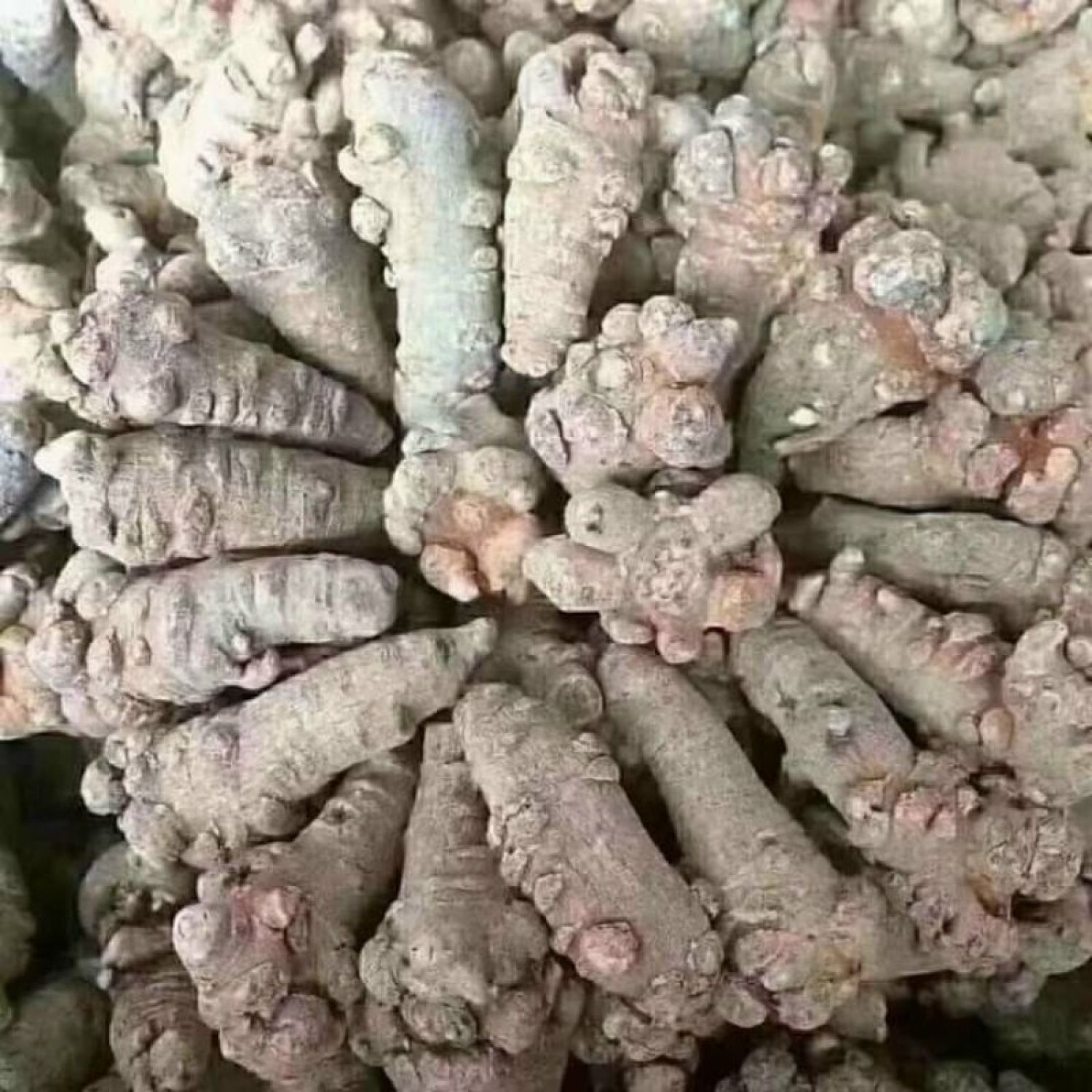 Củ Tam thất Bắc rừng loại thượng hạng đủ size, Củ tam thất khô tam thất hoang dược liệu quý vùng núi cao Tây Bắc.