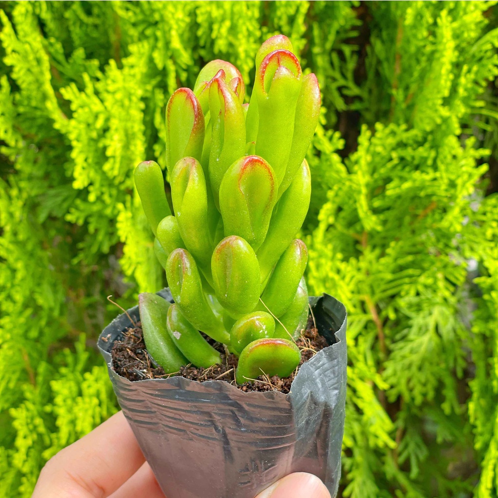 Sen đá ống điếu 3-5cm - Vườn sen đá