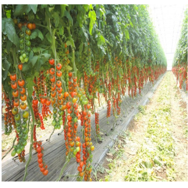 hạt giống cà chua chuỗi ngọc gói 50 hạt mua từ 50k tặng 2 sản phẩm