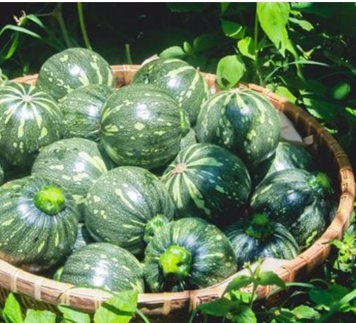 Hạt giống bí đỏ ăn non F1 [ 10 hạt ] bí nhật bí đỏ nhật bí đỏ bao tử bí ngô bao tử dễ trồng hàng công ty giá rẻ