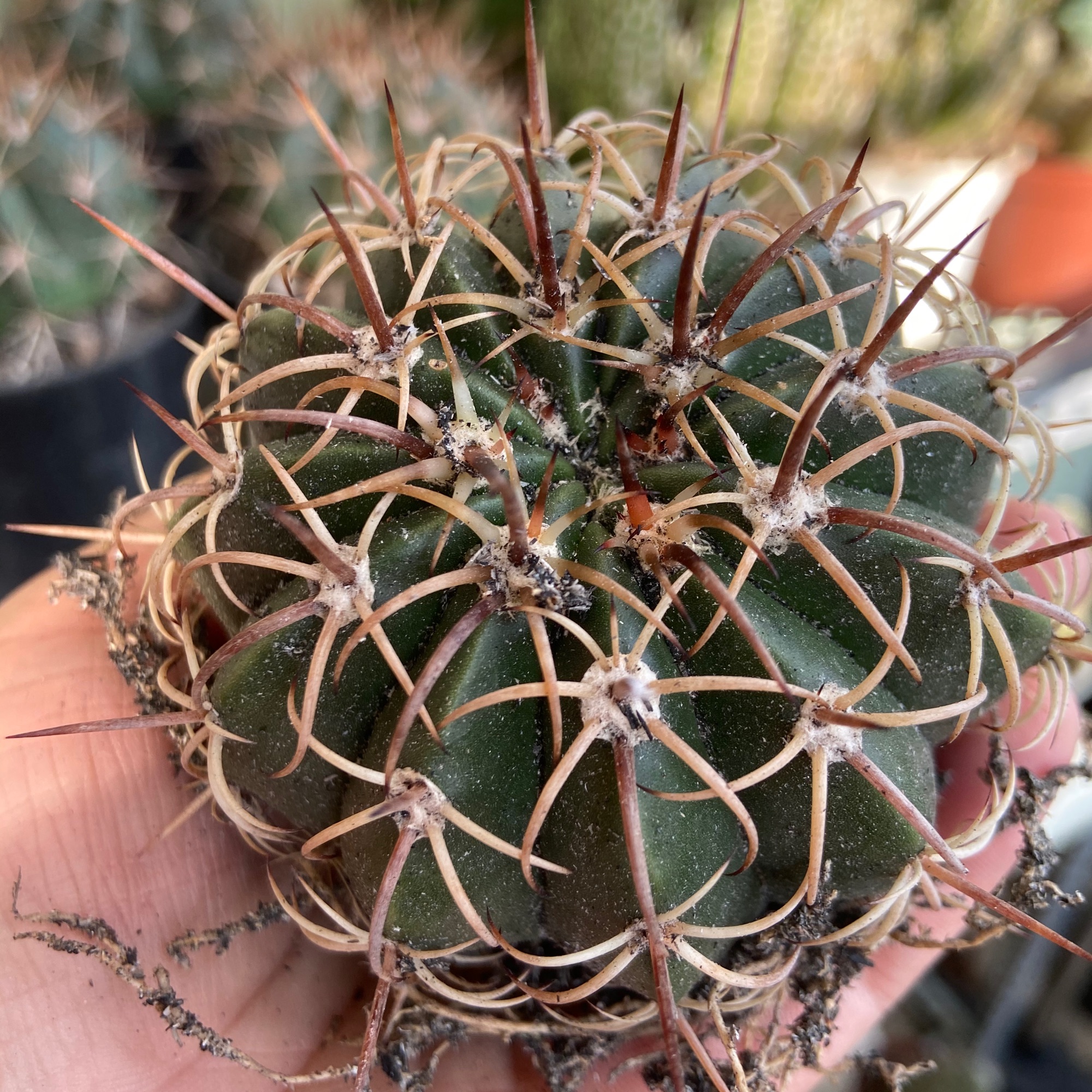 [HCM]Xương Rồng Melo 6-7Cm